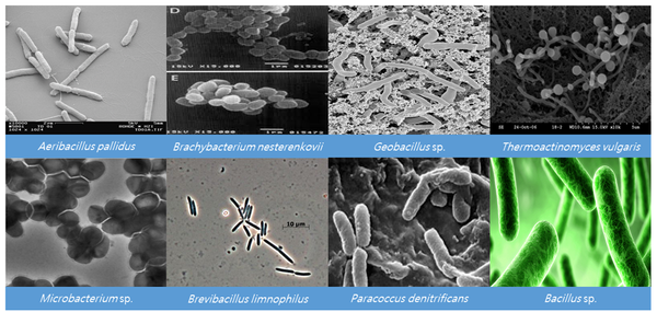 [그림] 국내 온천, 두엄 등에서 분리된 고온성 원핵생물 신종 및 미기록종의 전자현미경 사진
