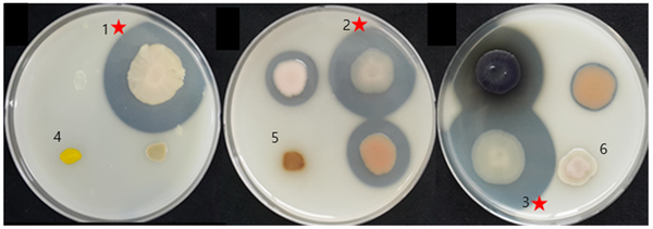 [그림] 고온성 단백질분해효소 시험. 기본 배지(Marine agar)에 별도로 멸균한 20% skim milk를 2% 농도로 첨가하여 만든 고체 배지에 실험균주를 접종한 후, 60℃에서 7일간 배양한 후, 투명환이 생성되는 정도를 관찰하였음.1, 바실러스 써모아미로보란스(Bacillus thermoamylovorans); 2, 칼디바실러스 데비리스(Caldibacillus debilis); 3, 애리바실러스 팔리더스(Aeribacillus pallidus); 4, 지오바실러스 이씨기나너스(Geobacillus iciginanus); 5, 지오바실러스 카우스토필러스(Geobacillus kaustophilus); 6, 지오바실러스 스테로써모필러스(Geobacillus stearothermophilus)