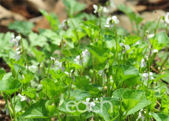 콩제비꽃(Viola verecunda) / 사진제공 - 환경부