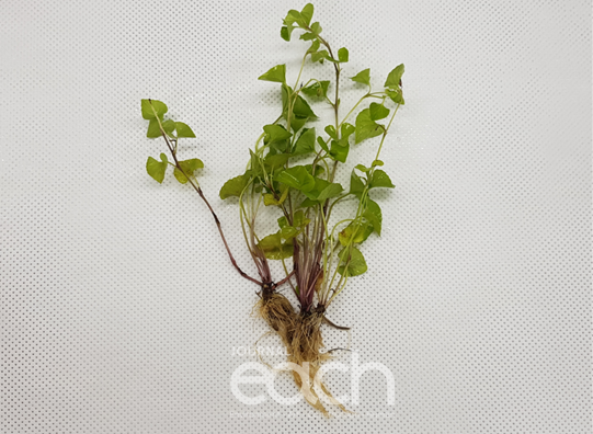 콩제비꽃(Viola verecunda) / 사진제공 - 환경부