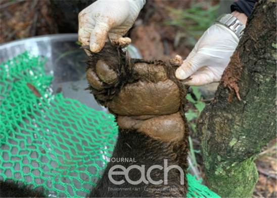 상처난 왼쪽 앞발(사진제공 - 국립공원공단)