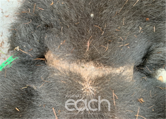 올무피해로 추정되는 목 상처 흔적(사진제공 - 국립공원공단)