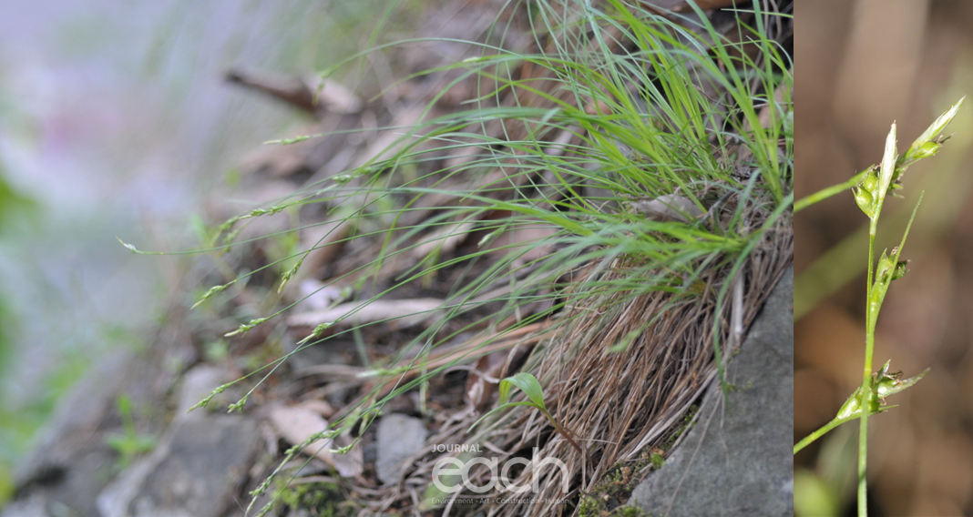 좀목포사초(사진제공 - 국립생물자원관)