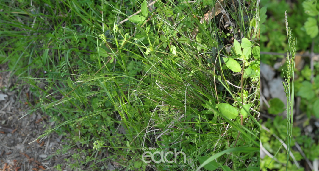 큰청사초(사진제공 - 국립생물자원관)