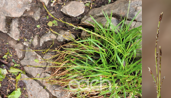 애기녹빛사초(사진제공 - 국립생물자원관)