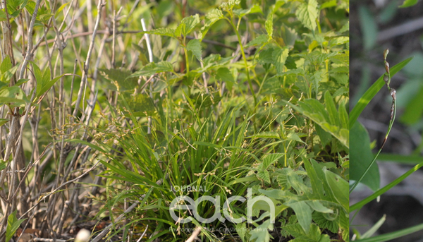 녹빛사초(사진제공 - 국립생물자원관)