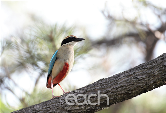 짝을 찾는 팔색조 (2020. 5. 19. 남해) / 자료제공 - 국립공원공단