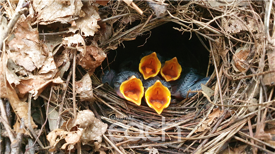 팔색조 새끼(부화 4일) 2020. 7. 16. 남해 / 자료제공 - 국립공원공단