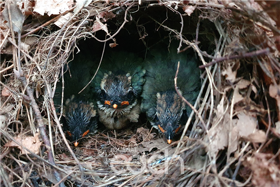 팔색조 이소 직전(부화 13일) (2020. 7. 27. 남해) / 자료제공 - 국립공원공단