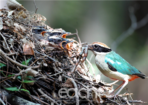팔색조 새끼(부화 12일) (2020. 7. 26. 남해) / 자료제공 - 국립공원공단