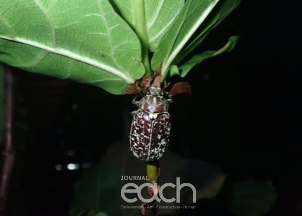 신규 서식지에서 발견된 수염풍뎅이 수컷 (사진제공 - 환경부)