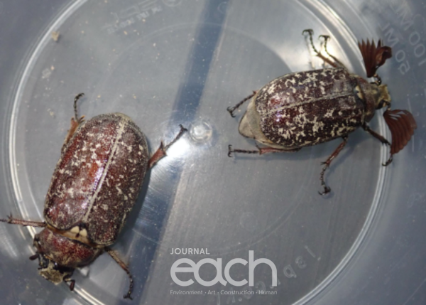 수염풍뎅이 암수 한 쌍 (좌:암컷 우:수컷)  (사진제공 - 환경부)