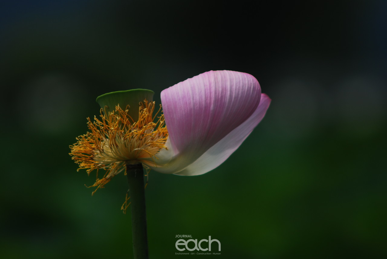 이미지제공 - 박미애 사진가