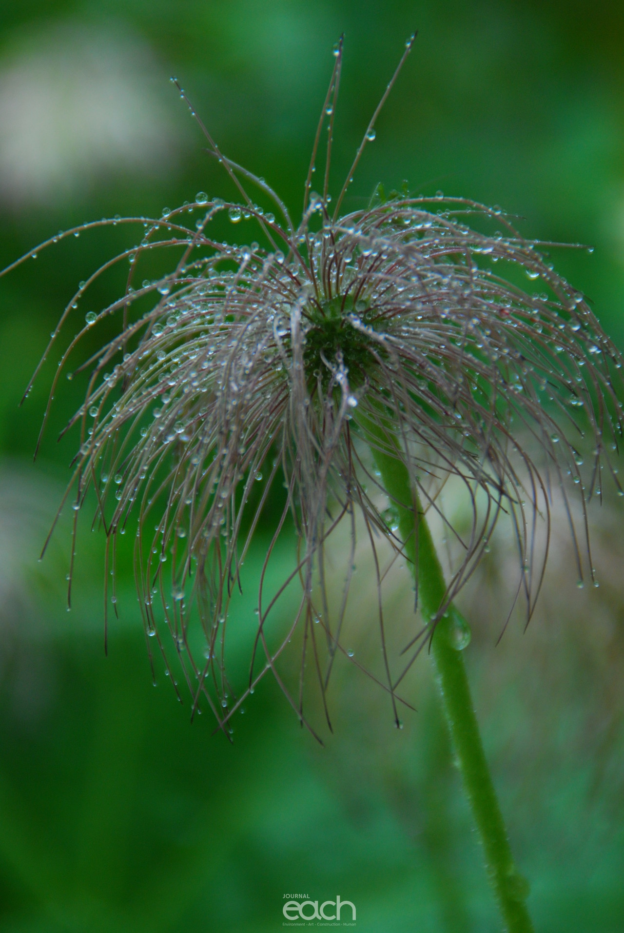 이미지제공 - 박미애 사진가