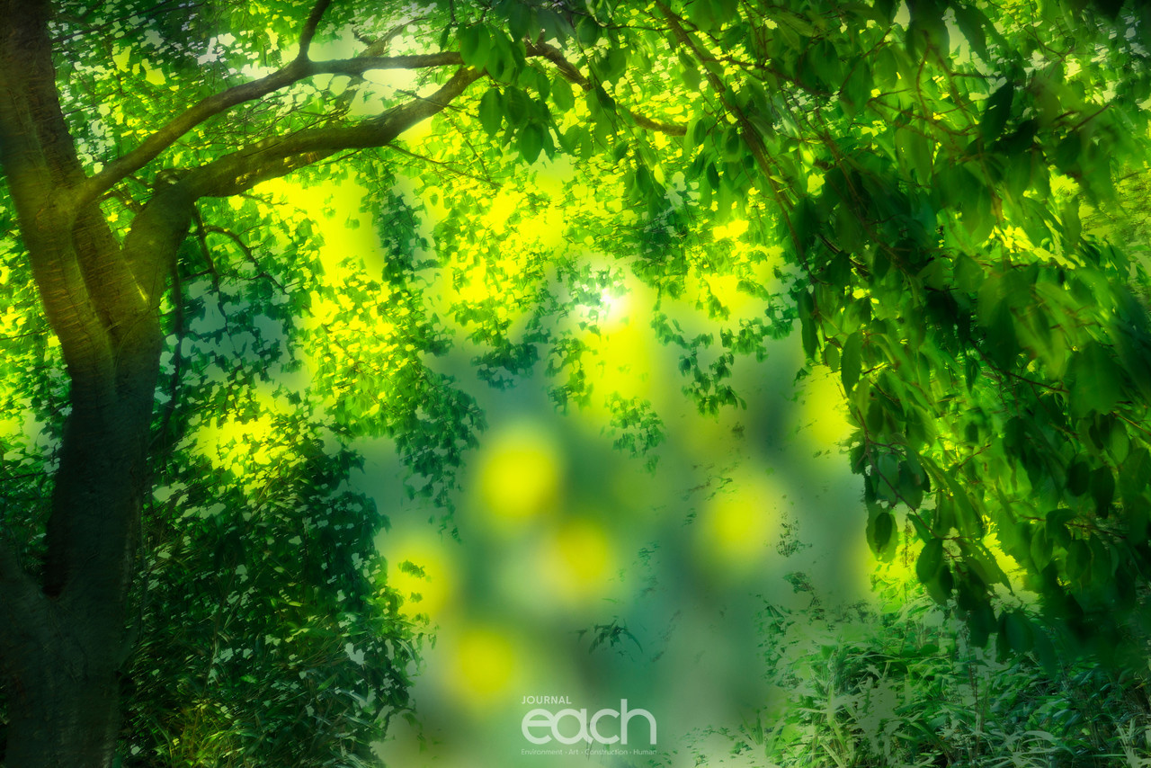 박미애 - Dream Forest 