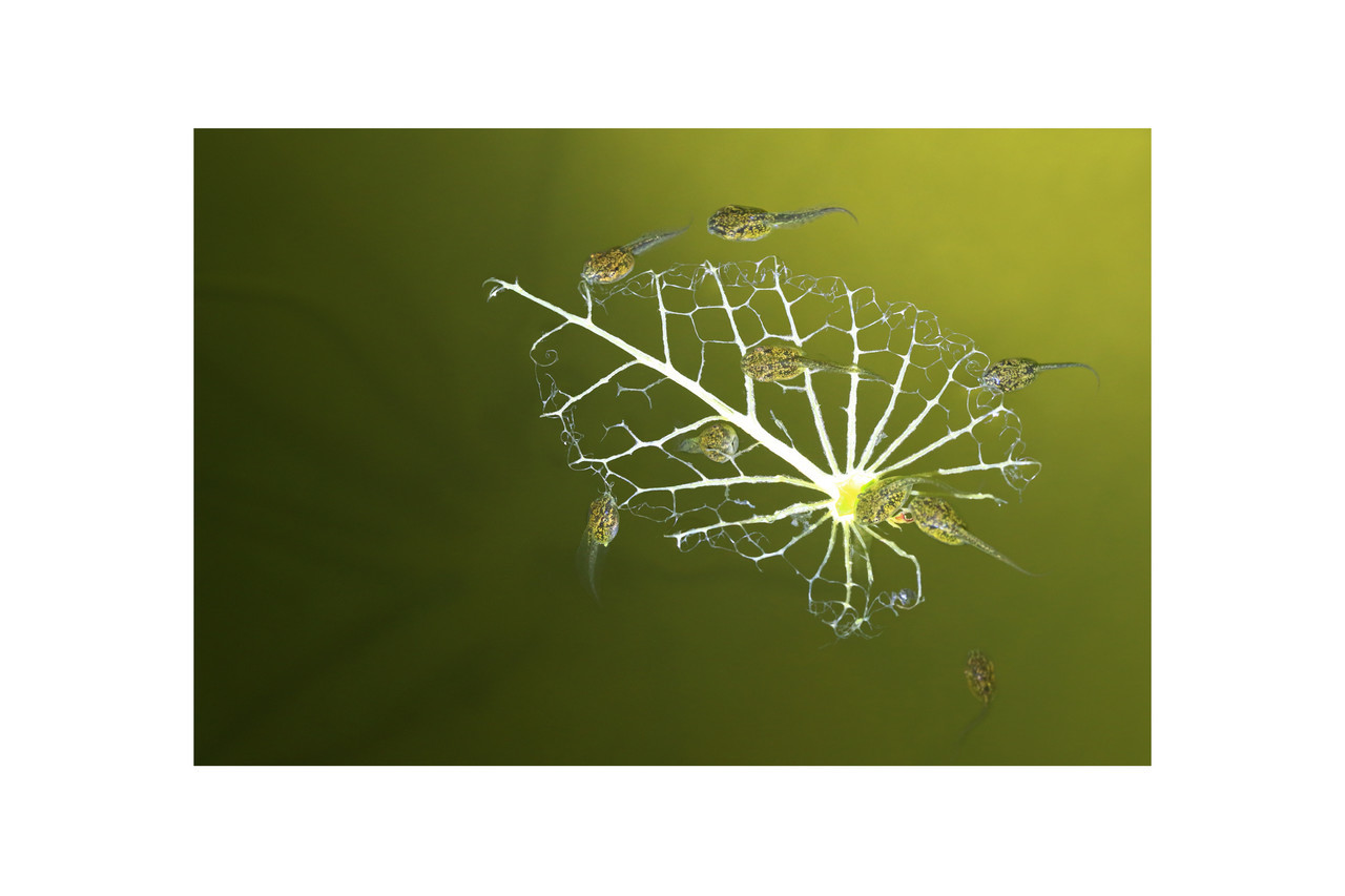 정준배 - 생명의 꽃