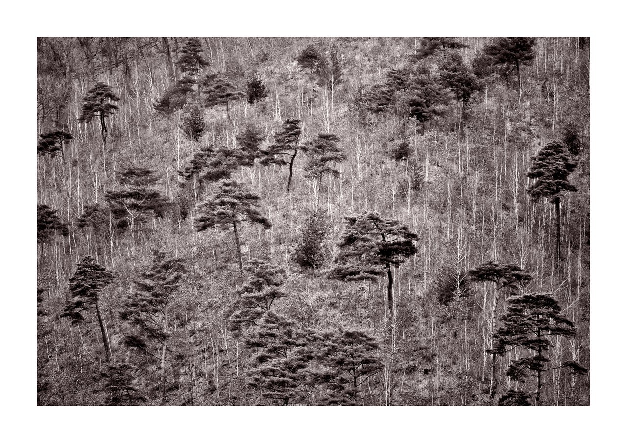 정태만 - 유유작