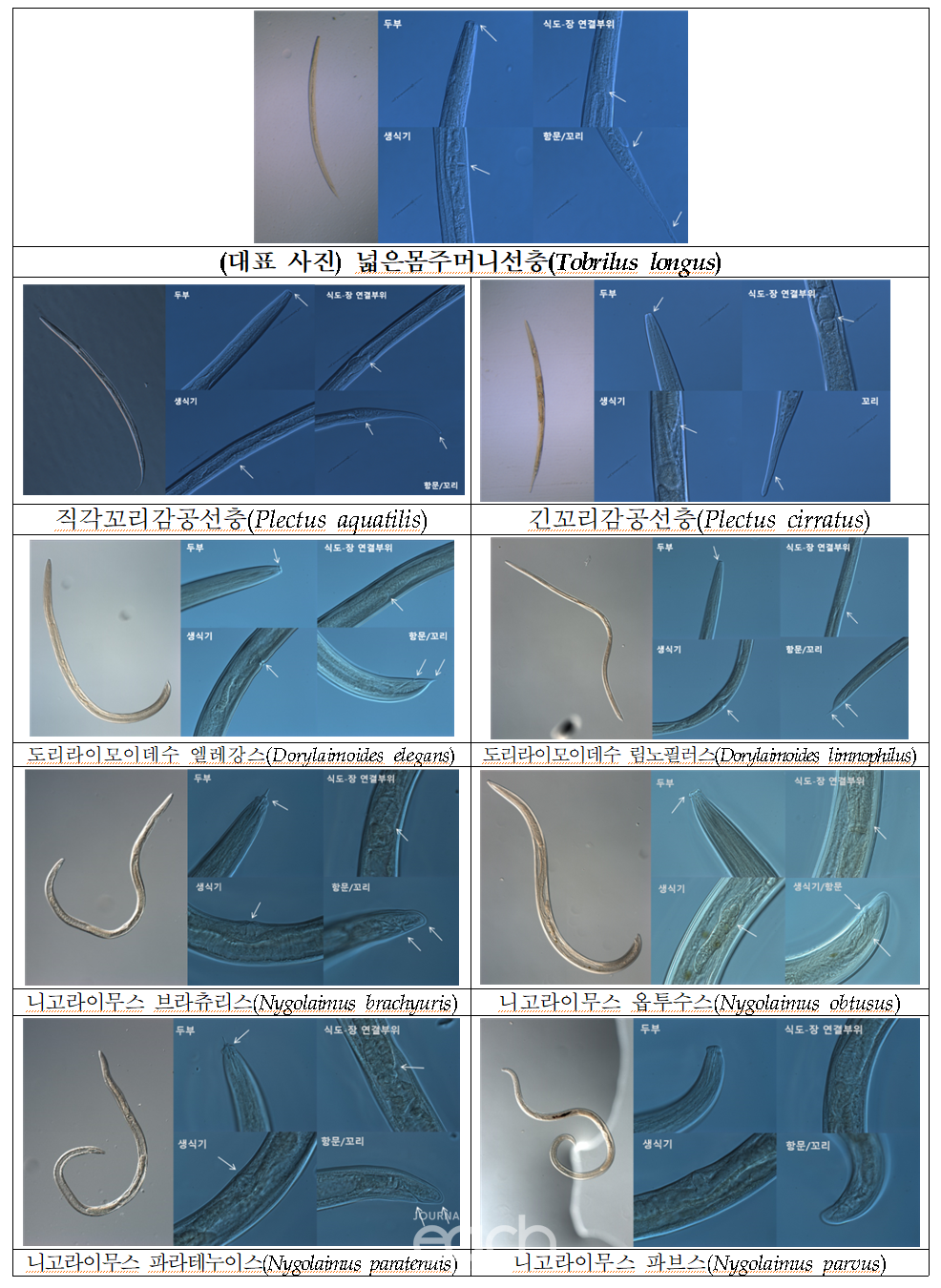 자유생활성 담수 선형동물 광학현미경 사진(자료제공 - 국립낙동강생물자원관)