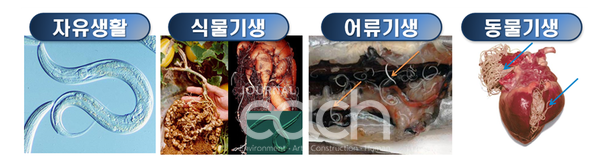 자유생활성 선형동물과 기생성 선형동물 (자료제공 - 국립낙동강생물자원관)