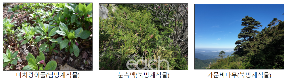 백두대간 마루금 주위의 기후변화 취약식물