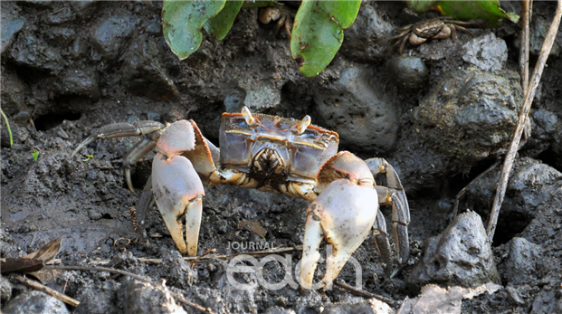 갯게 / Chasmagnathus convexus (De Haan, 1835) - 하구 지역에 위치한 논둑이나 제방 등에 깊은 굴을 파고 서식한다.(자료제공 - 해수부)