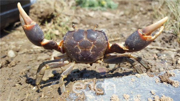 갯게 / Chasmagnathus convexus (De Haan, 1835) - 하구 지역에 위치한 논둑이나 제방 등에 깊은 굴을 파고 서식한다. (자료제공 - 해수부)