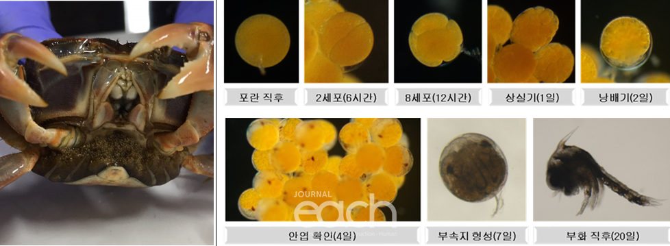 포란 중인 갯게 및 수정란 발달과정(자료제공 - 해수부)