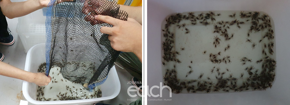 방류 예정인 어린 갯게(자료제공 - 해수부)