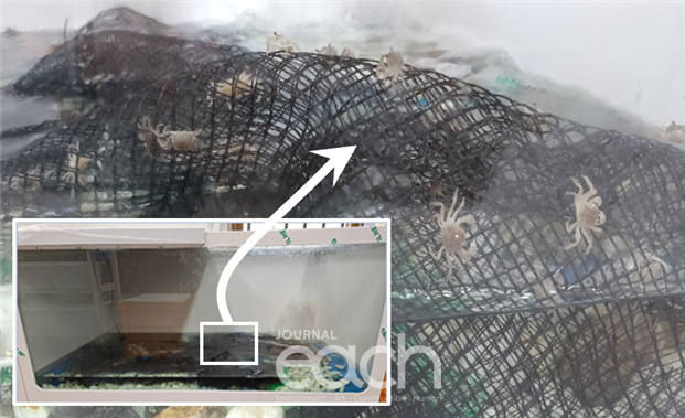 수조에서 사육 중인 어린 갯게(자료제공 - 해수부)