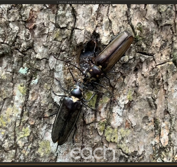 야외적응 실험장 내에서 짝짓기 유도중인 장수하늘소(위: 이번에 우화한 수컷, 아래: 증식실험용 암컷)