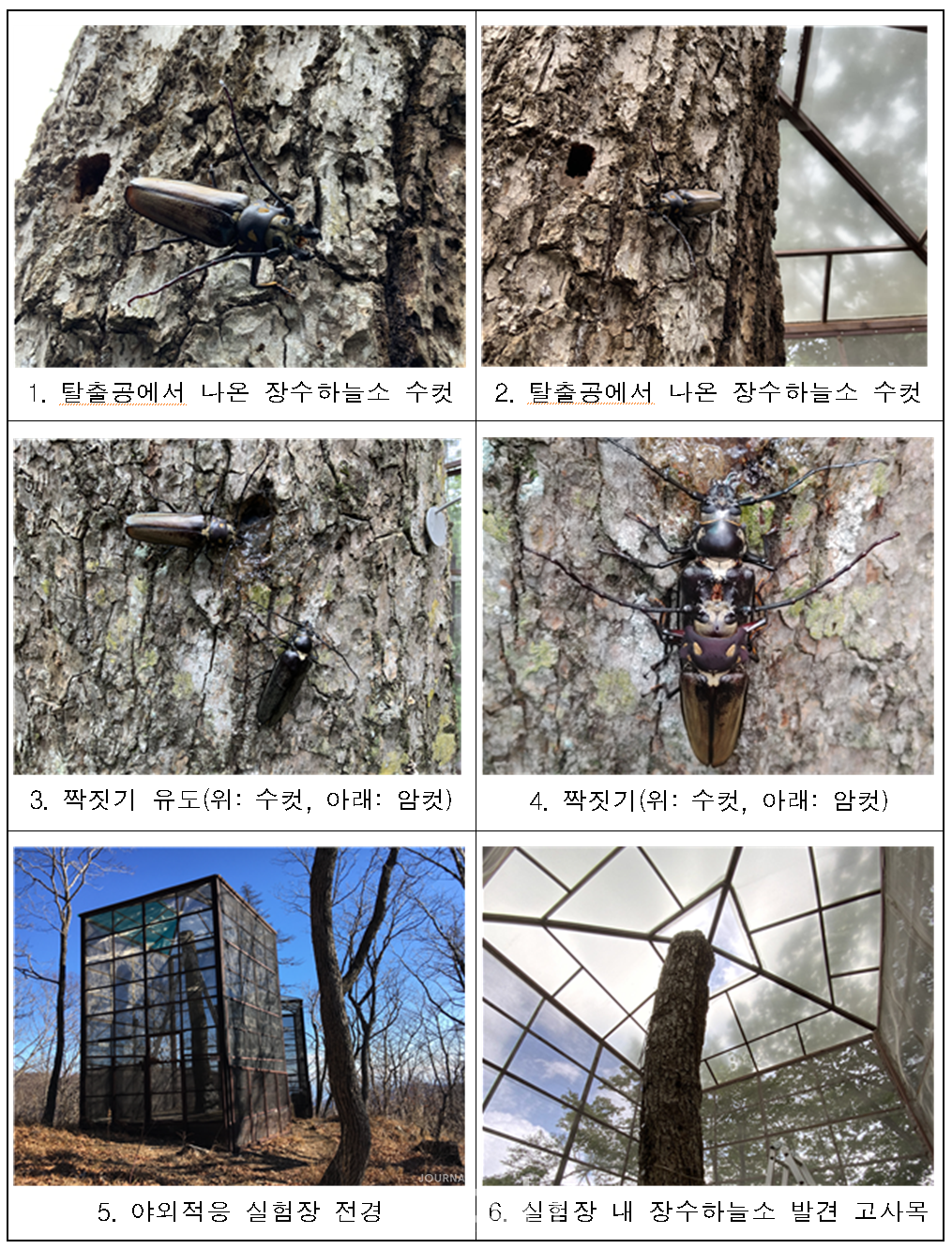 장수하늘소 및 실험장 관련 사진