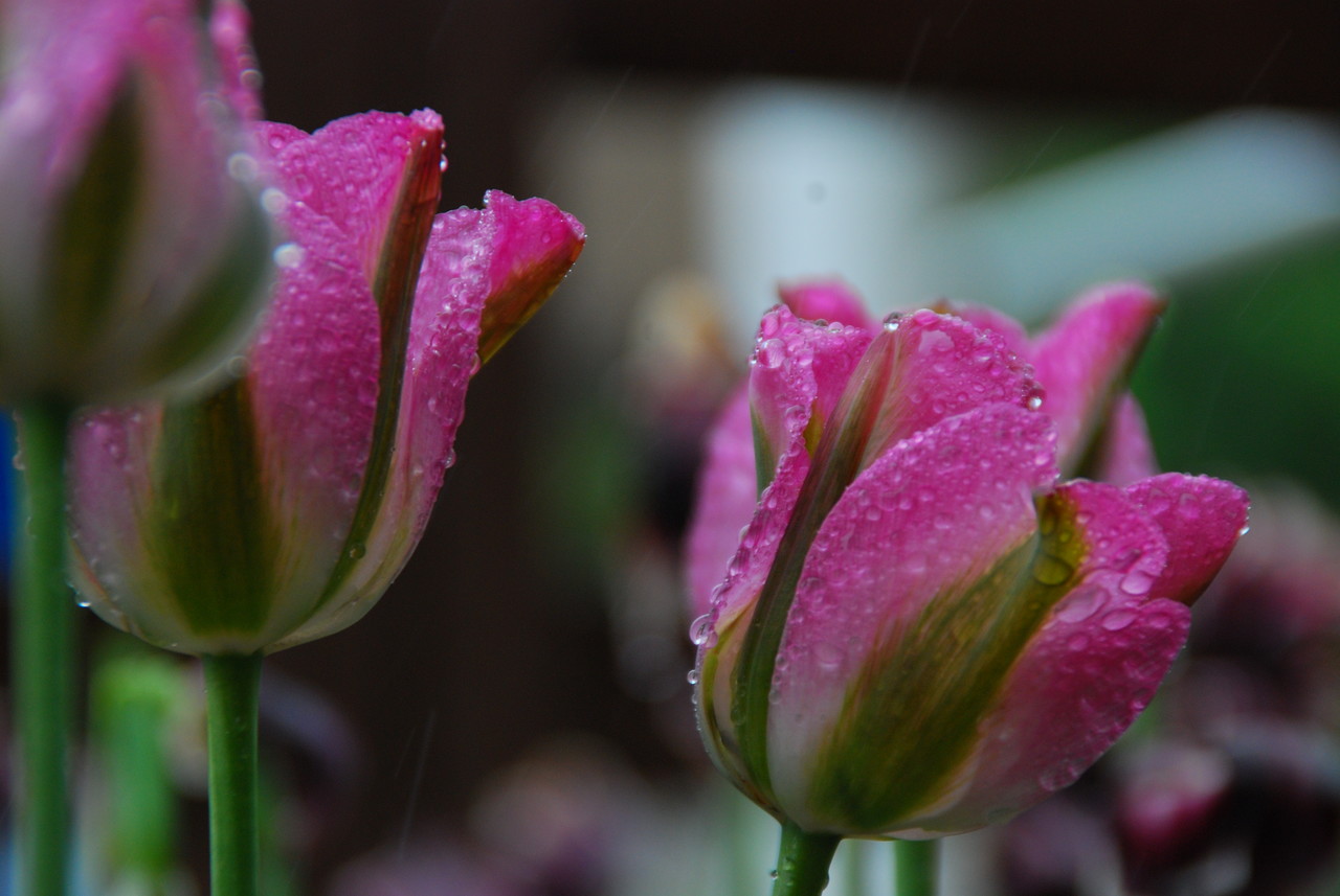 이미지제공 - 박미애 사진가