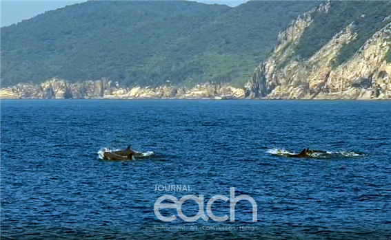 이동 중인 흑범고래 (이미지제공 - 국립공원공단)