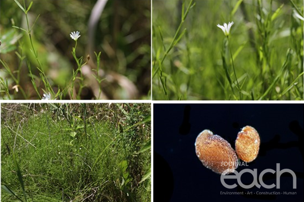 실별꽃(사진제공 - 한반도식물연구회)