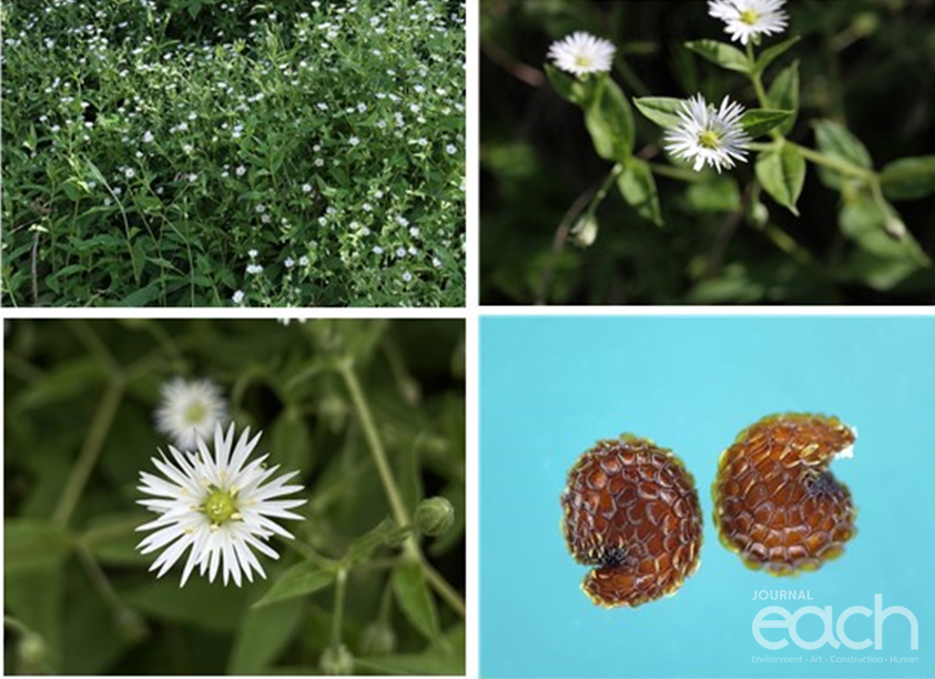 왕별꽃(사진제공 - 한반도식물연구회)