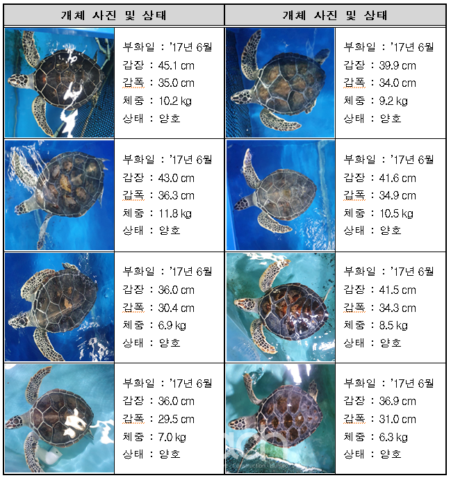 푸른바다거북 8마리