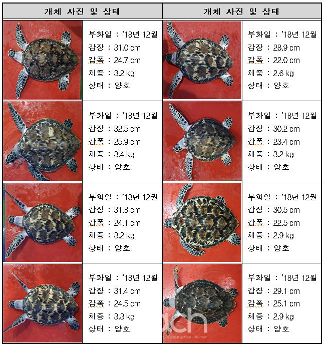 매부리바다거북 8마리