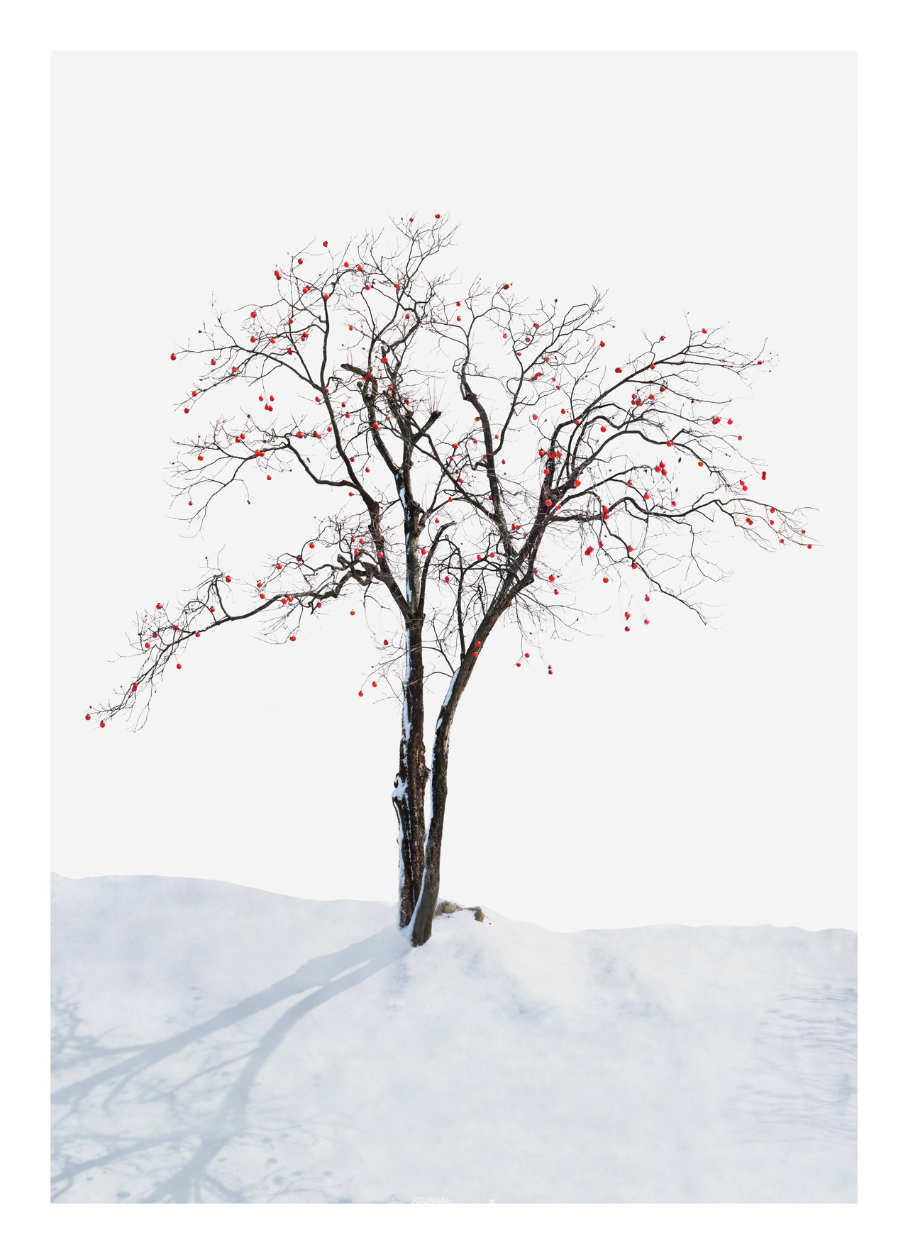 감나무_1800X2485_pigment print_2015