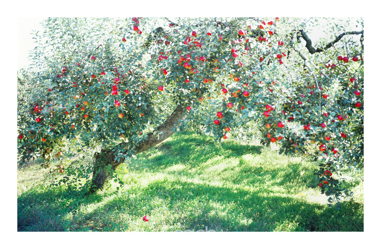 사과나무_1700X1130_pigment print_2007