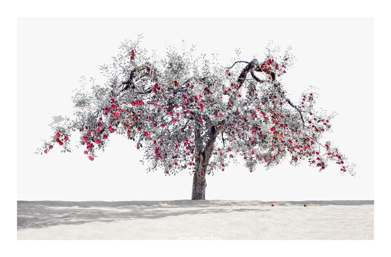 사과나무_2400X1500_pigment print_2015