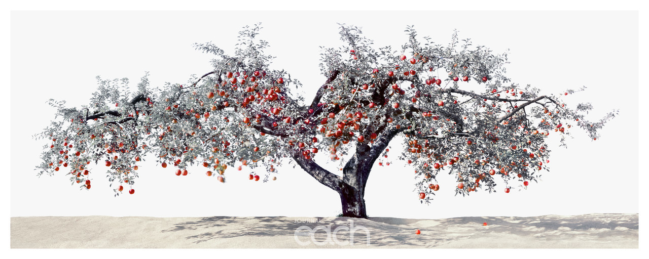 사과나무_2400X1500_pigment print_2015