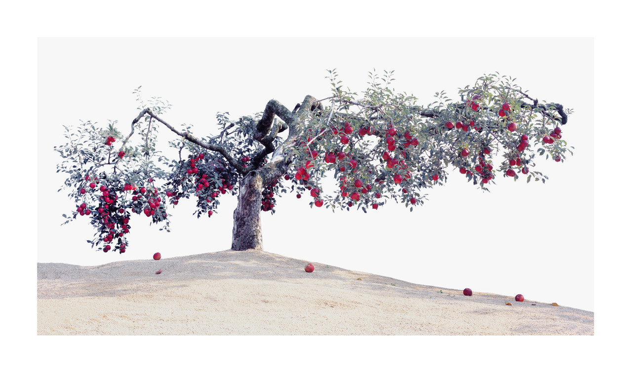 이브의 사과 _2500X1430_pigment print_2009