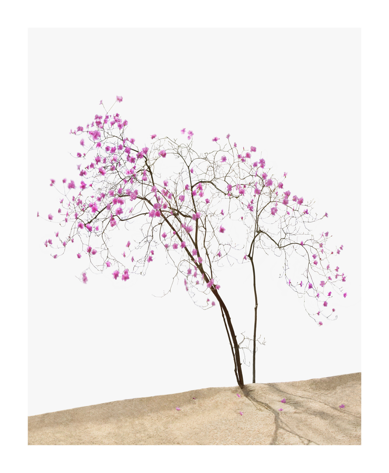 진달래_1400X1700_pigment print_2015