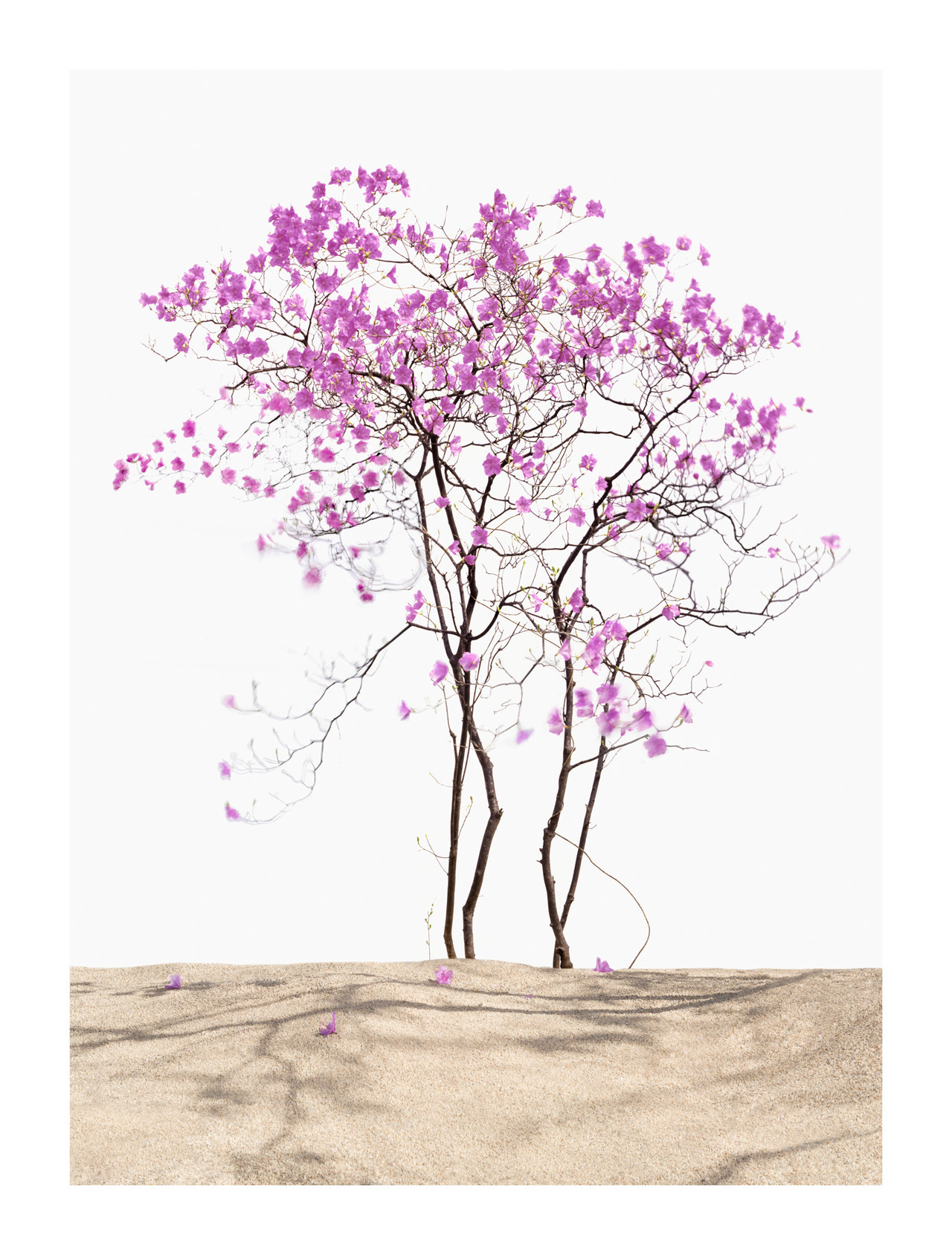 진달래_1440X1900_pigment print_2017