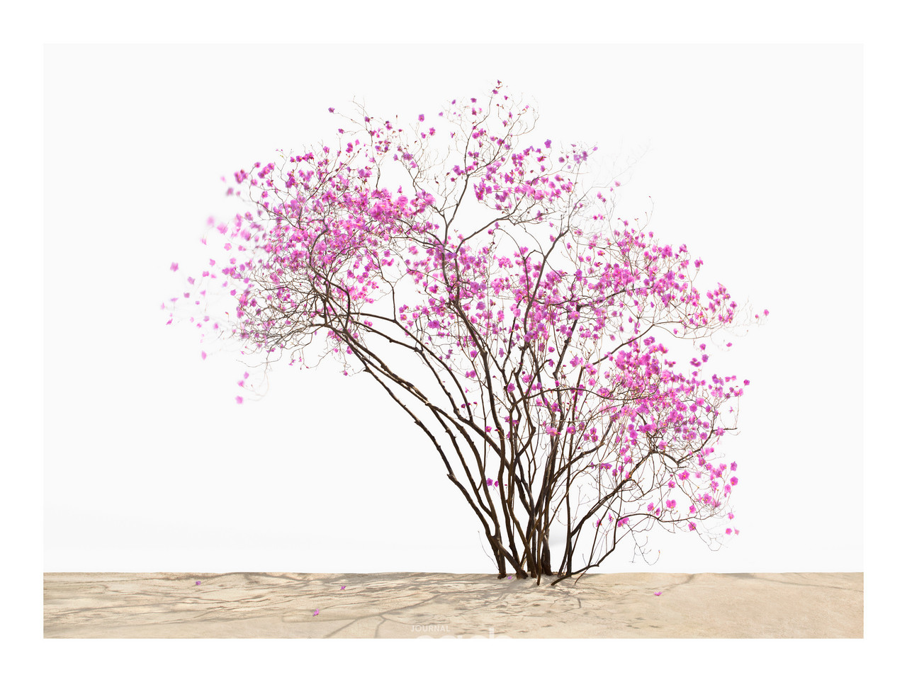 진달레_1580X2100_Pigment Print_2019