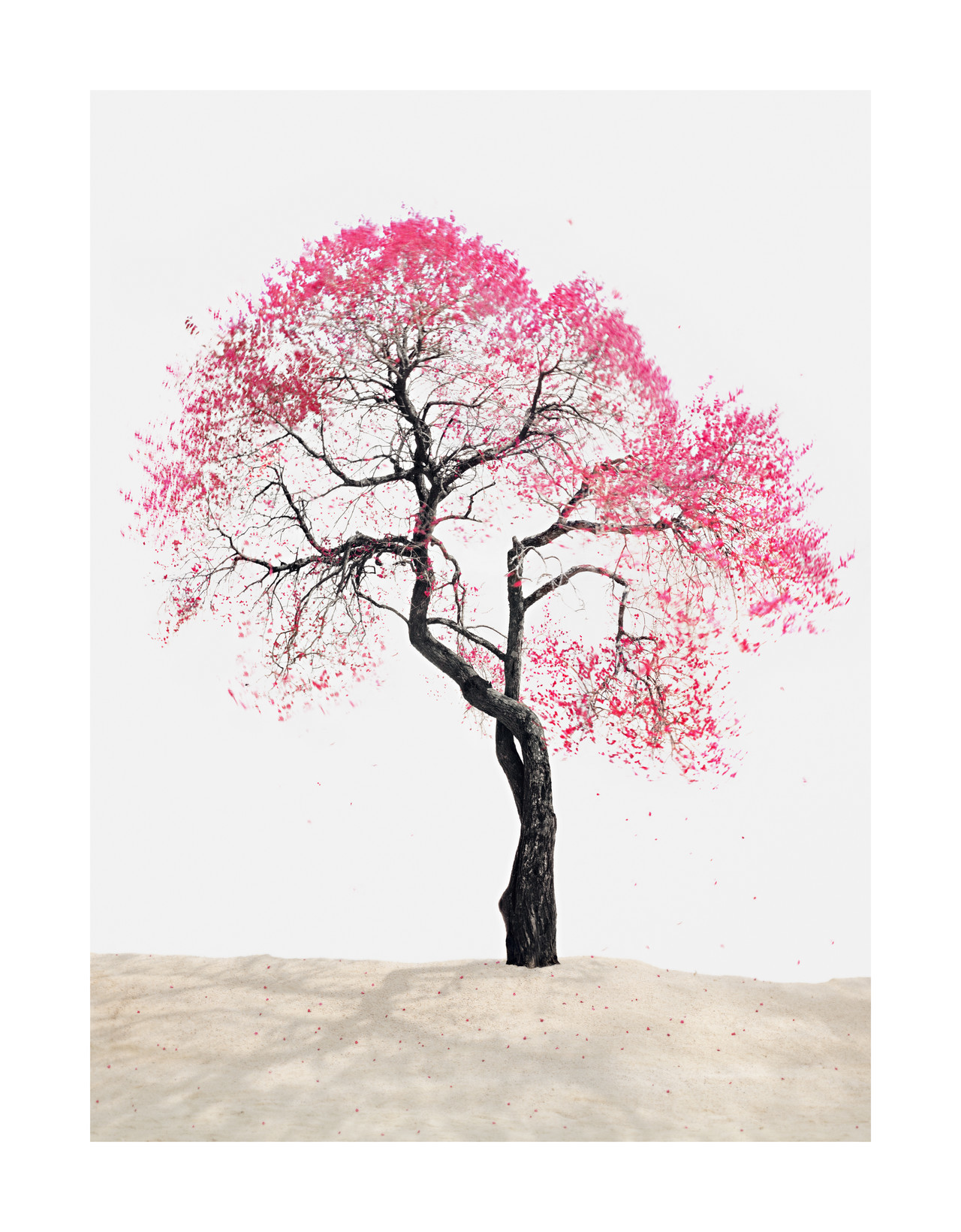 홍매화_1600x2050_pigment print_2013