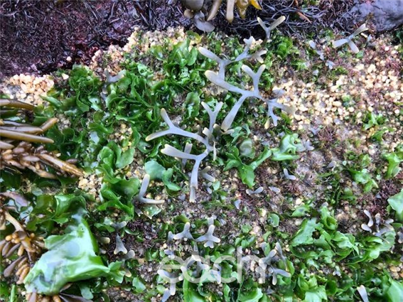 조성된 복원지 내 뜸부기 등 해조류 부착