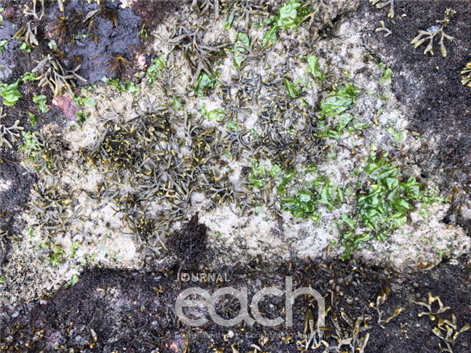 친환경 부착기질 내 해조류 부착현황