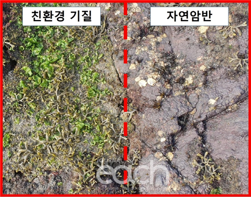 친환경기질(왼쪽)과 자연암반(오른쪽) 내 해조류 부착현황