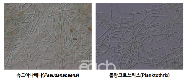슈드아나베나, 플랑크토쓰릭스(광학현미경 촬영, 400배, 이미지 제공 : 환경부)